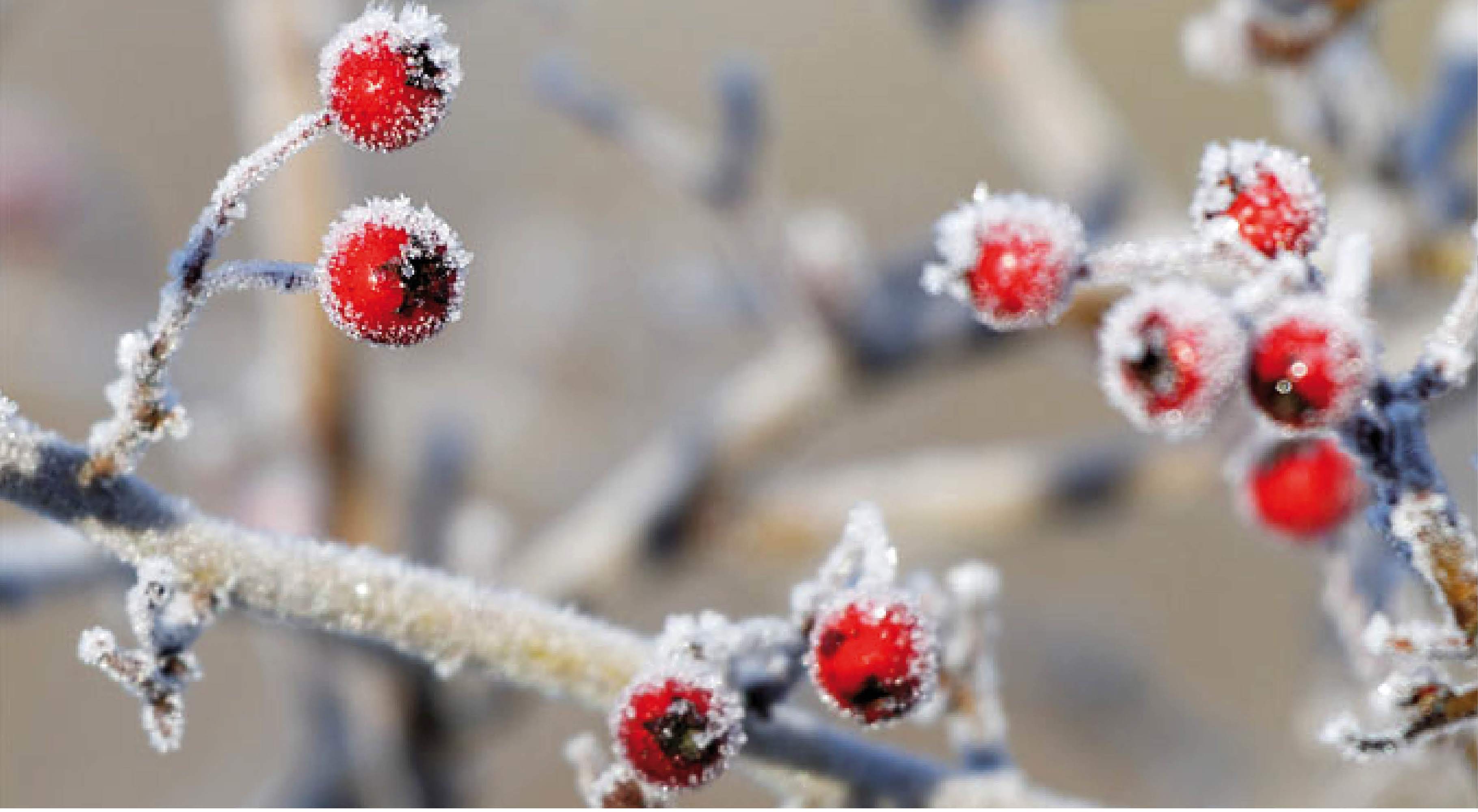 Kreativ Garten Warum ist der Winterschnitt so wichtig?