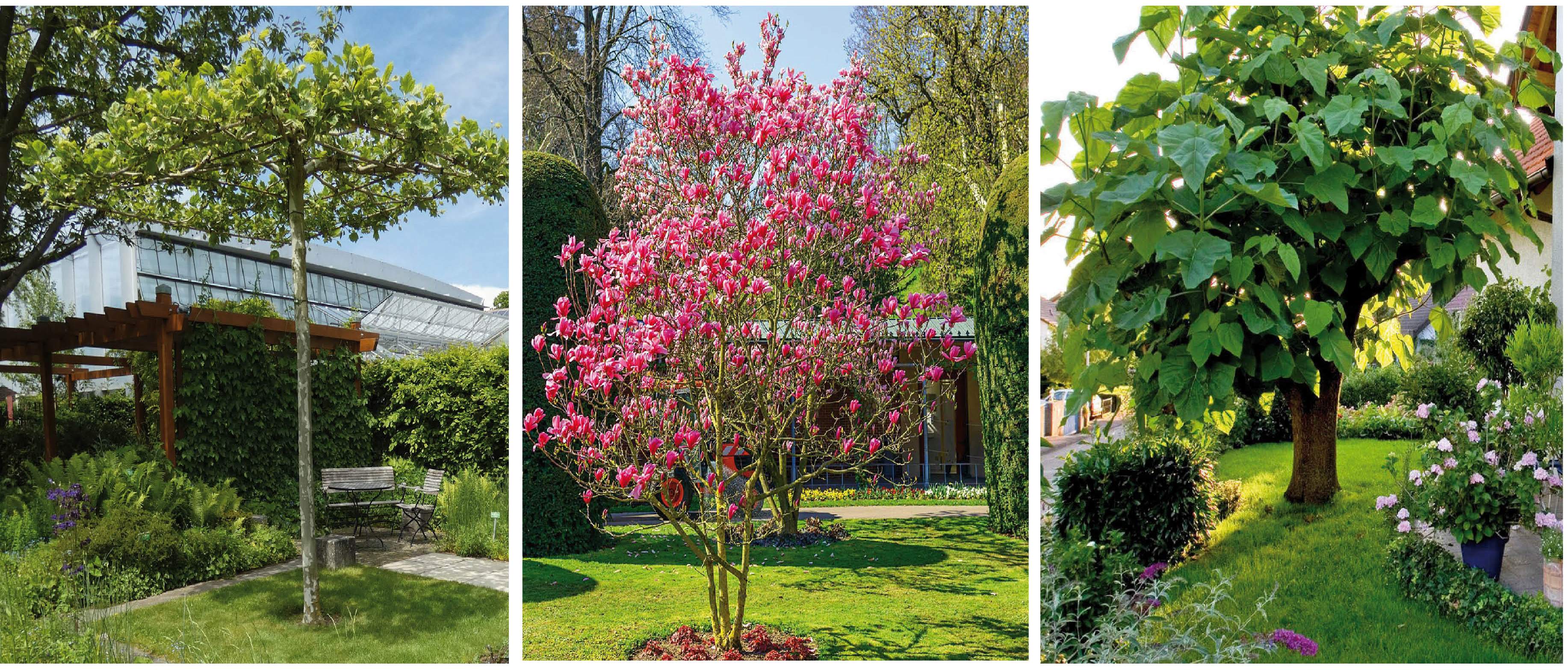 Kreativ Garten Welcher Baum ist der richtige für meinen Garten