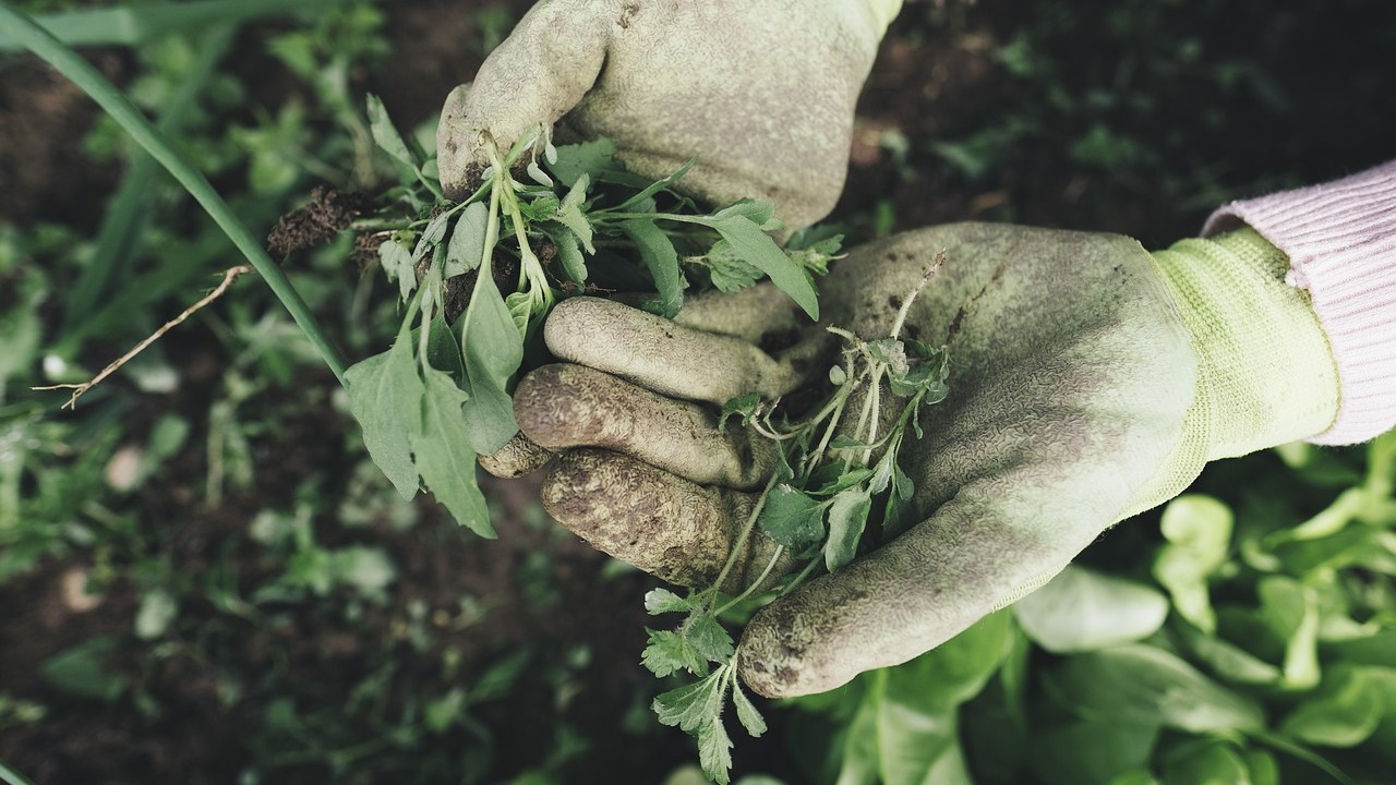 5827444 gardening 2518377 1280(1)