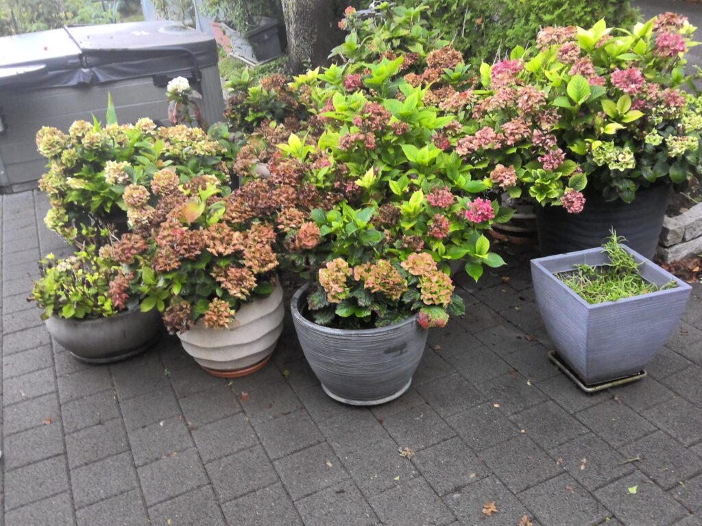 win 20250905 09 27 12 pro